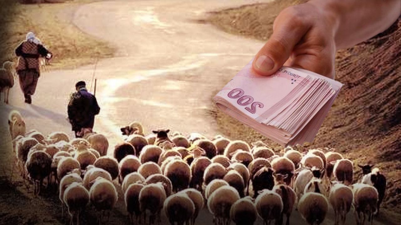 Çiftçilere özel nakit desteği duyuruldu! 12 BİN TL Çoban Desteğinden nasıl yararlanılır?